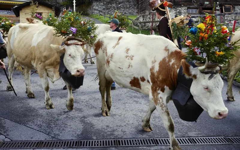 October in the Lauterbrunnen valley: cattle descent